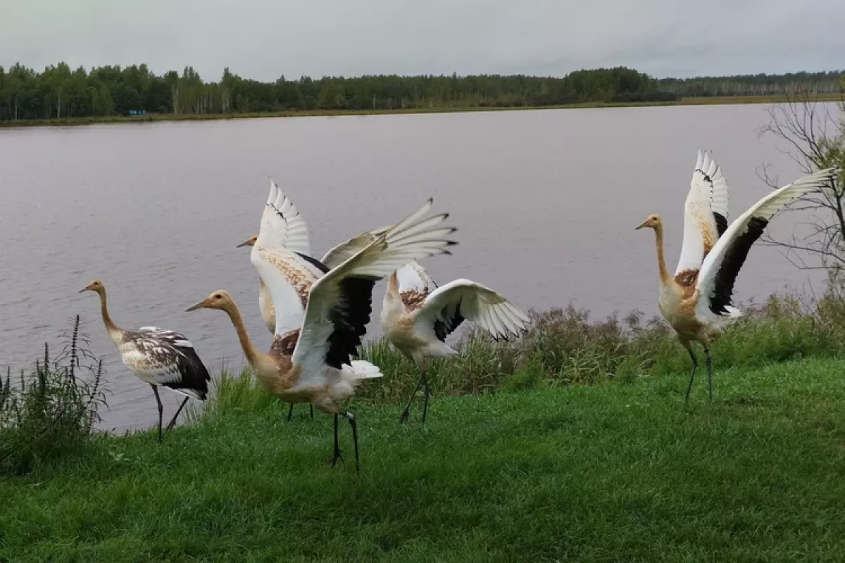 Khingan Reserve